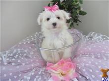 maltese puppy posted by Elegant Babies
